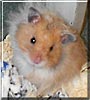 El Poncho Villa the Teddy Bear hamster