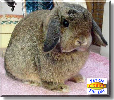 Corky, the Pet of the Day