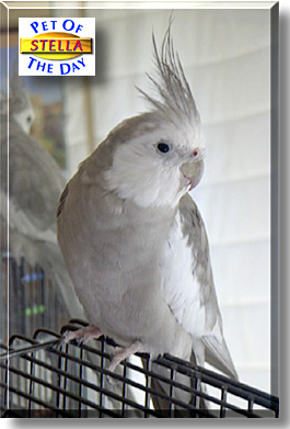 Stella, the Pet of the Day