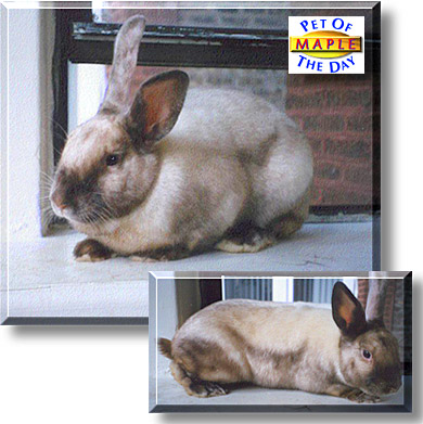 Maple, the Pet of the Day