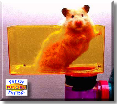 Ponchee, the Pet of the Day