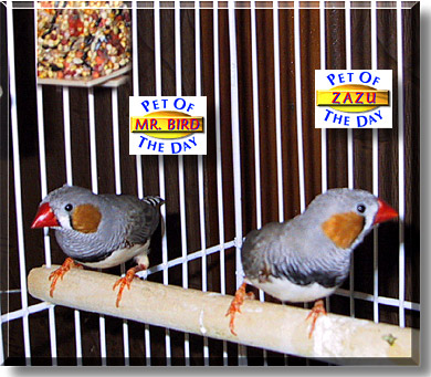 Mr. Bird and Zazu, the Pet of the Day