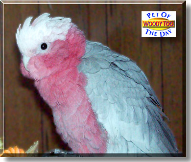 Woody Too, the Pet of the Day