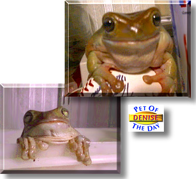 Denise, the Pet of the Day