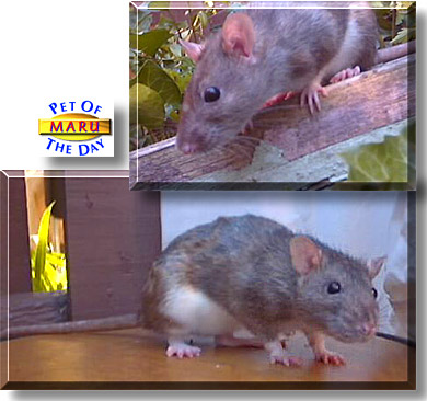 Maru, the Pet of the Day
