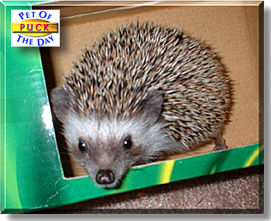 Puck, the Pet of the Day