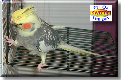 Sweetie, the Pet of the Day