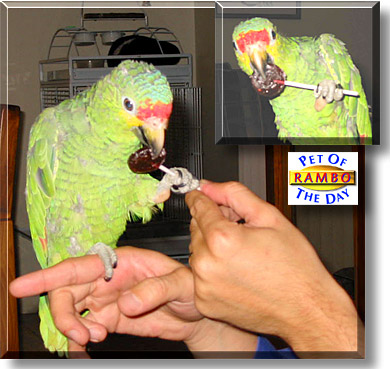 Rambo, the Pet of the Day