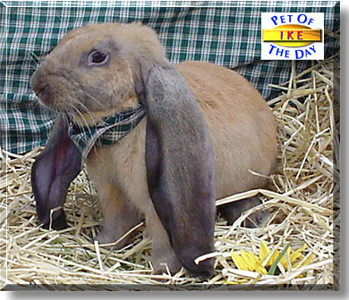 Ike, the Pet of the Day