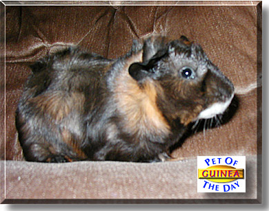 Guinea, the Pet of the Day