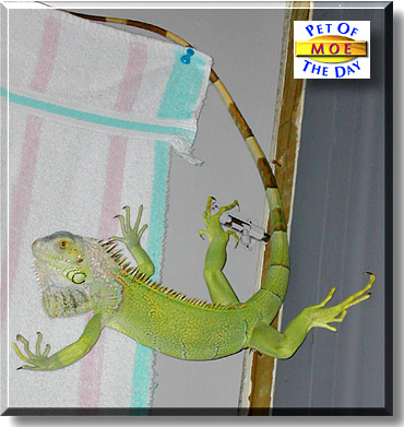 Moe, the Pet of the Day