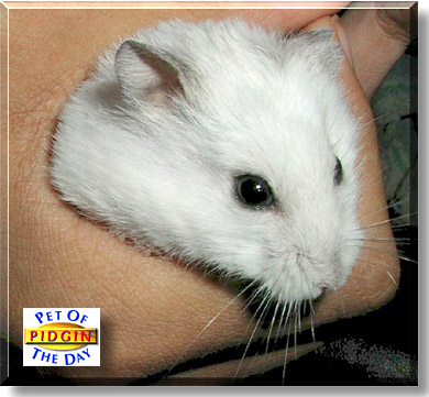 Pidgin, the Pet of the Day