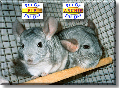 Pip & Archie, the Pet of the Day