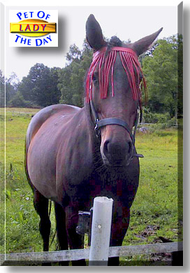 Lady Non Stop, the Pet of the Day