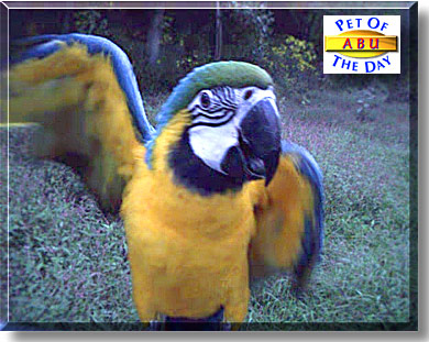 Abu, the Pet of the Day