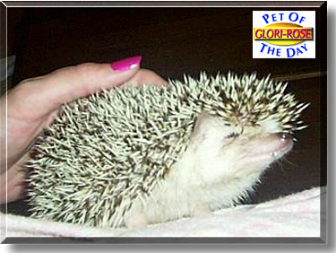 Glori-Rose Khatiti, the Pet of the Day