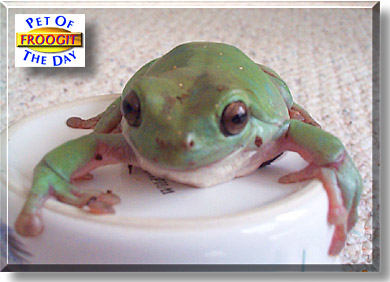 Froogit, the Pet of the Day