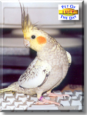 Lucy, the Pet of the Day