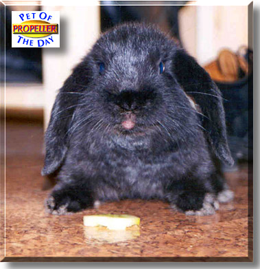 Propeller, the Pet of the Day