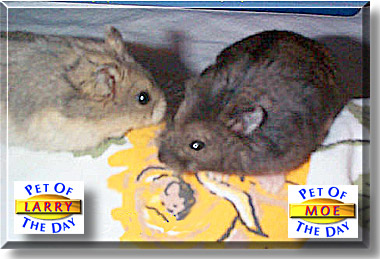 Larry and Moe, the Pet of the Day