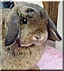 Corky the Holland Lop Rabbit