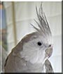 Stella the Whiteface cockatiel