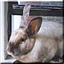 Maple the Rabbit