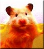 Ponchee the Syrian Hamster