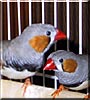 Mr. Bird and Zazu the Zebra Finches