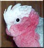 Woody Too the Rose Breasted Cockatoo