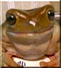 Denise the White's tree frog