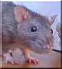 Maru the Rat