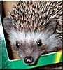 Puck the African Pygmy Hedgehog