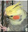 Sweetie the Pied Pearl Cockatiel