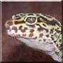 Sagebrush the Leopard Gecko