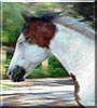 Poco Skip the Paint Quarter Horse