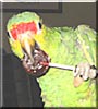 Rambo the Red Lored Amazon