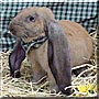 Ike the English lop Rabbit