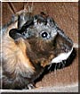 Guinea the Guinea Pig