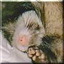 Mazie Mae the Ferret