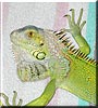 Moe the Green Iguana