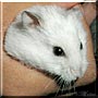 Pidgin the Russian Dwarf Hamster