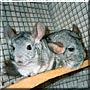 Pip, Archie the Chinchilla