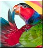 Tango the Black Cap Lory
