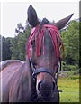 Lady Non Stop the Trotting Horse