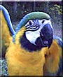 Abu the Blue and Gold Macaw