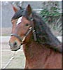 Ray the Paso Fino