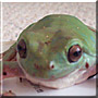 Froogit the Whites Tree Frog