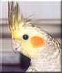 Lucy the Cinnamon Pearl Cockatiel