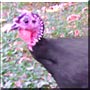 Jimmy Girl the Turkey